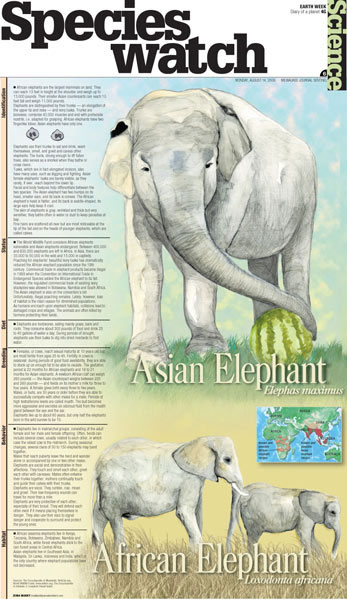 Infographic on the elephant, part of a series on endangered species